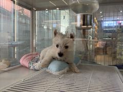 -翊宠yipet猫狗购宠庄园犬舍•猫舍