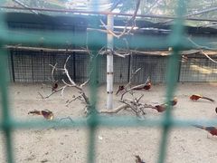 -保定市动物园