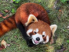 -灵玲国际马戏城