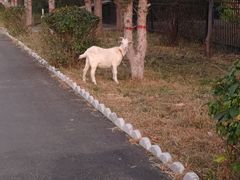 -哈拉新村
