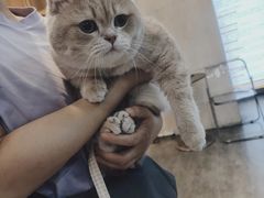-欣宠猫屋·矮脚拿破仑·蓝金金渐层