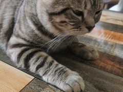 -猫尾侦探俱乐部·剧本杀·狼人杀
