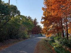 -上海海湾国家森林公园