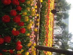 洛阳郁金香牡丹园-洛阳郁金香牡丹园