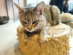 -猫儿山۰猫主题餐厅