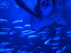 -太平洋海底世界