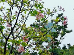 -狐尾山公园