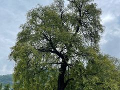 -报恩寺(平武县)