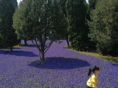 -石家庄市植物园