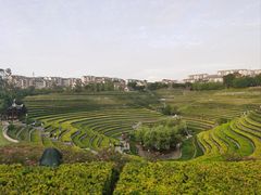 -高嗲嗲·现炒下饭菜(石鼓路店)