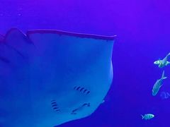 -西安曲江海洋极地公园