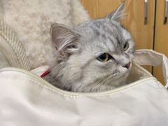-宠颐生宠物医院·心肾内科·猫专科诊疗中心宠巢店