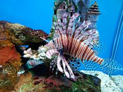 -海合安武汉极地海洋公园