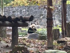 -都江堰中华大熊猫苑