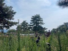-秦始皇帝陵博物院-丽山园