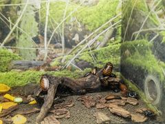 -上海大自然野生昆虫馆