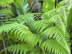 -国家植物园南园