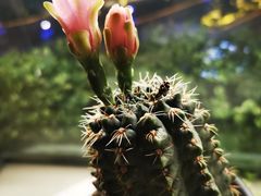 -星巴克(凯德晶萃店)