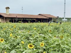 -杭州湾海上花田景区