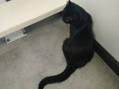 -团子家猫咪猫咖馆·柯基·柯尔鸭