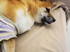 -怪兽屋·羊驼·猫咖·狗咖(俊华广场店)