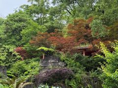 -南山植物园