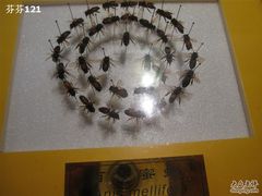 -上海昆虫博物馆