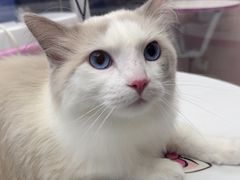 -FAELING PETS美天灵宠物(富力广场店)