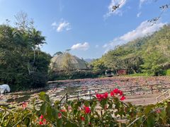 -野象谷景区