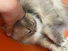 -平行世界·猫咖(首经贸店)