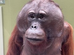 -国家自然博物馆