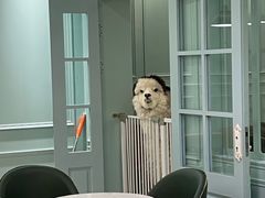 -安格丽娜·狗咖·猫咖羊驼咖(春熙路百盛商场店)