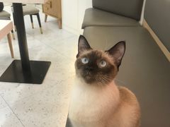 -喵园·猫主题咖啡厅·撸猫·猫咖(国贸店)