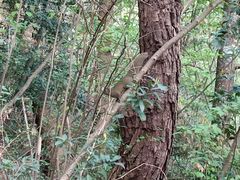 -苍山感通索道