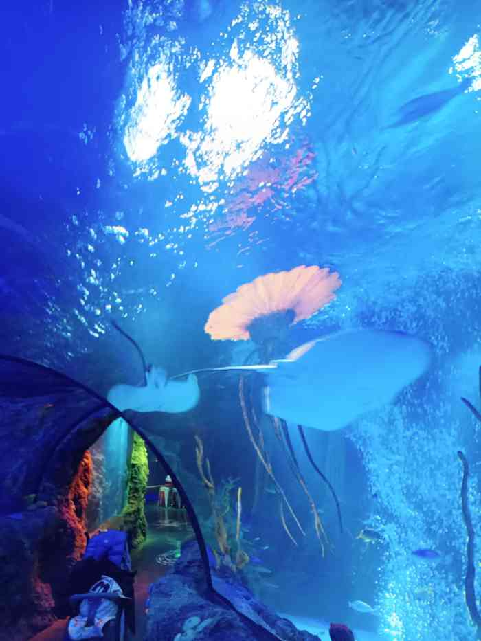 沈阳海洋探索中心-"k11商场里的小海洋馆,海洋动物不太多,.