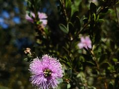 -墨尔本皇家植物园
