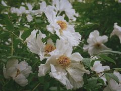 -洛阳市隋唐城遗址植物园