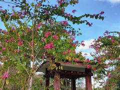 -广州市流溪河国家森林公园