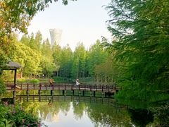 -上海滨江森林公园