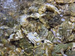 -聚盛源蒸汽海鲜火锅烤肉自助(巨川金海岸购物广场店)