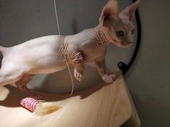 -飞行喵MR PILOT|猫舍·猫咖(静安大融城店)
