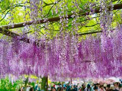 -嘉定紫藤园