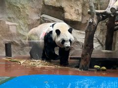 -成都动物园