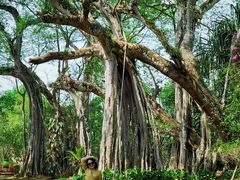 -瑞丽独树成林风景区