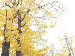 -百林公园-两江幸福广场
