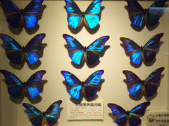 iphone_upload_pic-上海大自然野生昆虫馆