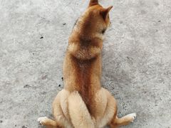 -柴犬高等学院·狗咖·柴犬售卖·宠物训练