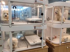 -翊宠yipet猫狗购宠庄园犬舍•猫舍