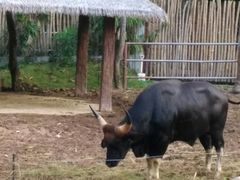 -清迈夜间动物园