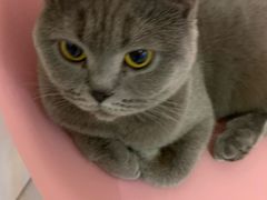 -三花喵·撸猫购宠·宠物生活馆(虹桥南丰城店)
